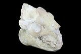 Oreodont (Merycoidodon) Skull - Wyoming #93752-1